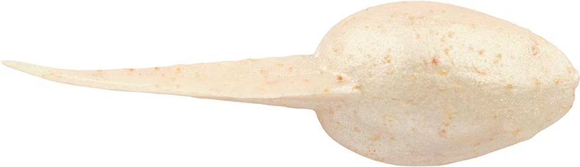 Berkley Gulp! Alive! Tadpole - 1.25 Inch - Image 3