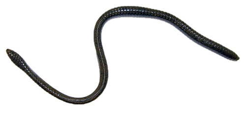 Gambler ER16 16 inch Soft Plastic Worm - Image 4
